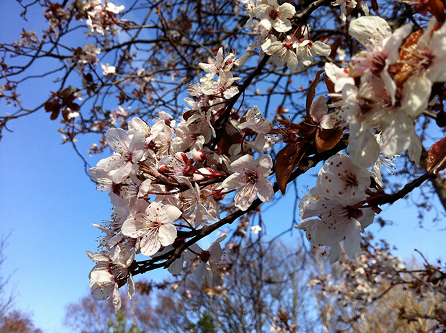 Spring-blossom-filling-the-branches
